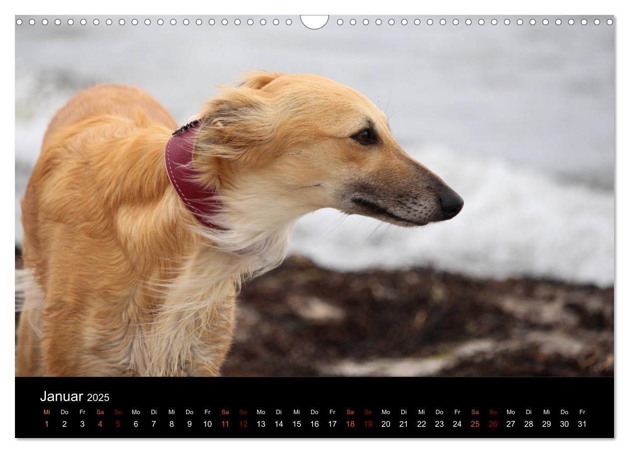 Bild: 9783435433308 | Der Silken Windsprite - ein Seelenhund (Wandkalender 2025 DIN A3...