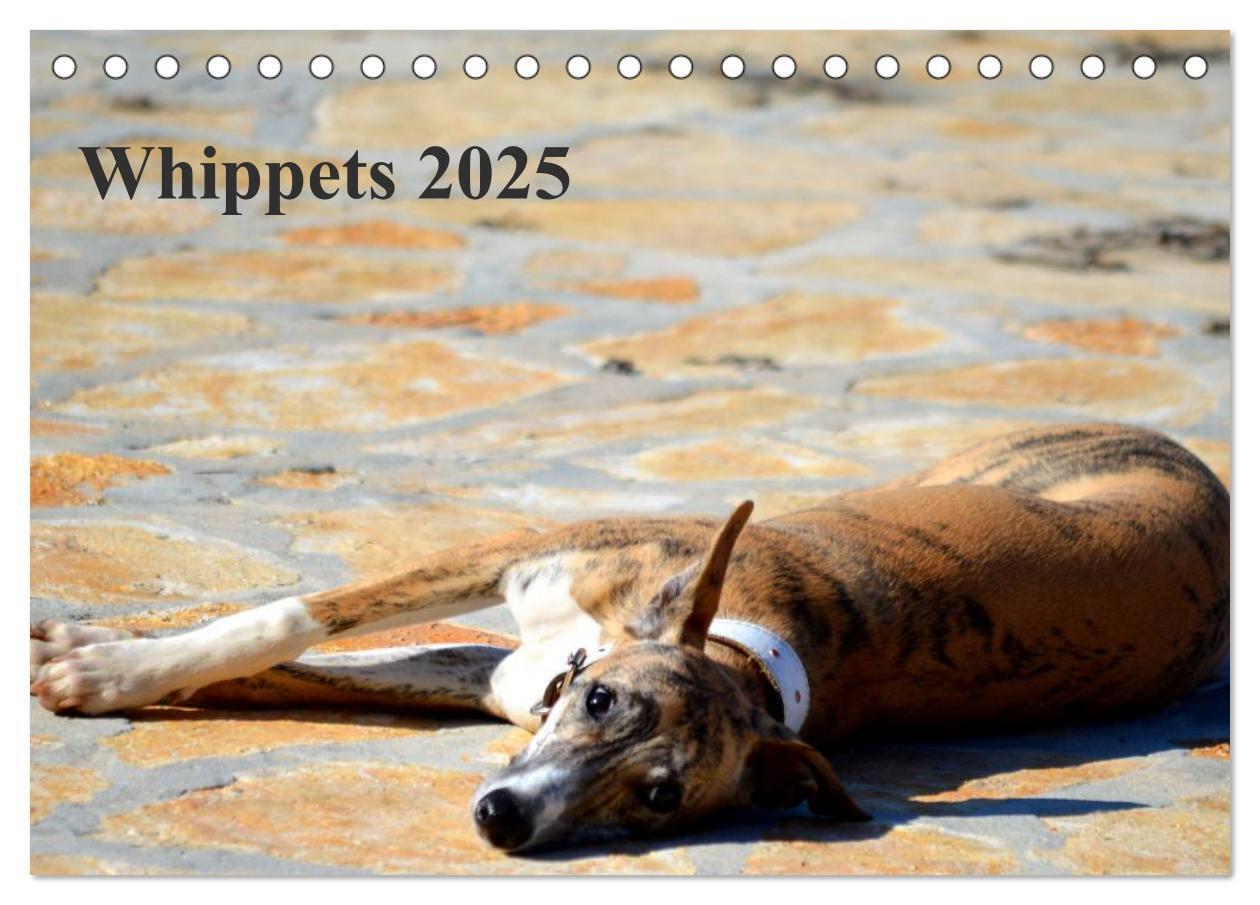 Cover: 9783435643141 | Whippet 2025 (Tischkalender 2025 DIN A5 quer), CALVENDO Monatskalender