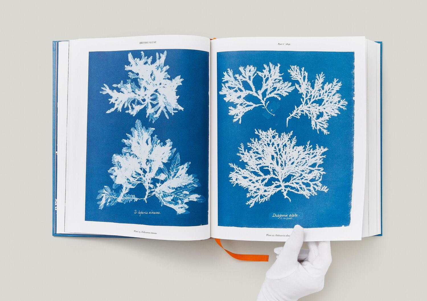 Bild: 9783836596039 | Anna Atkins. Cyanotypes | Peter Walther | Buch | Schuber | 660 S.