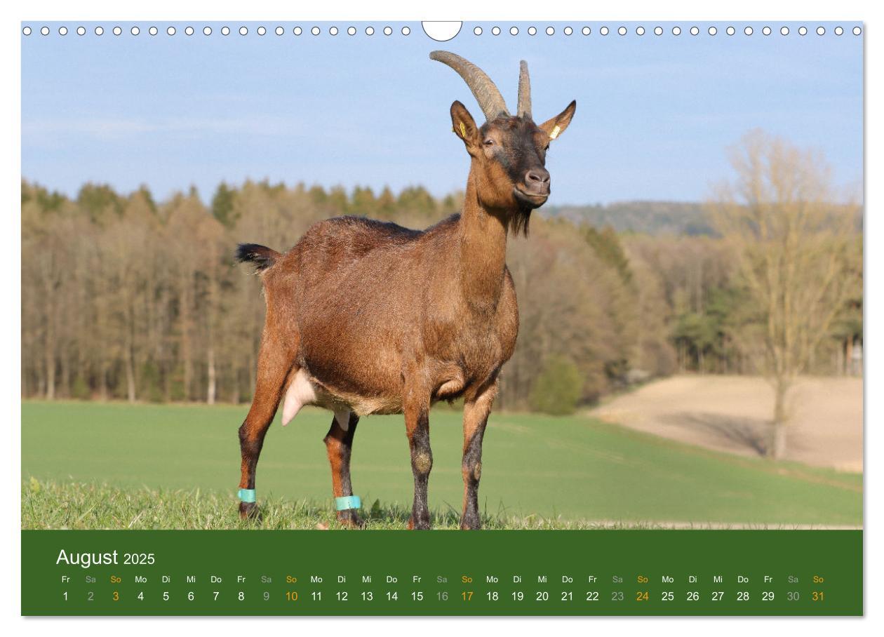 Bild: 9783435095933 | Mit Ziegen ist immer was los! (Wandkalender 2025 DIN A3 quer),...