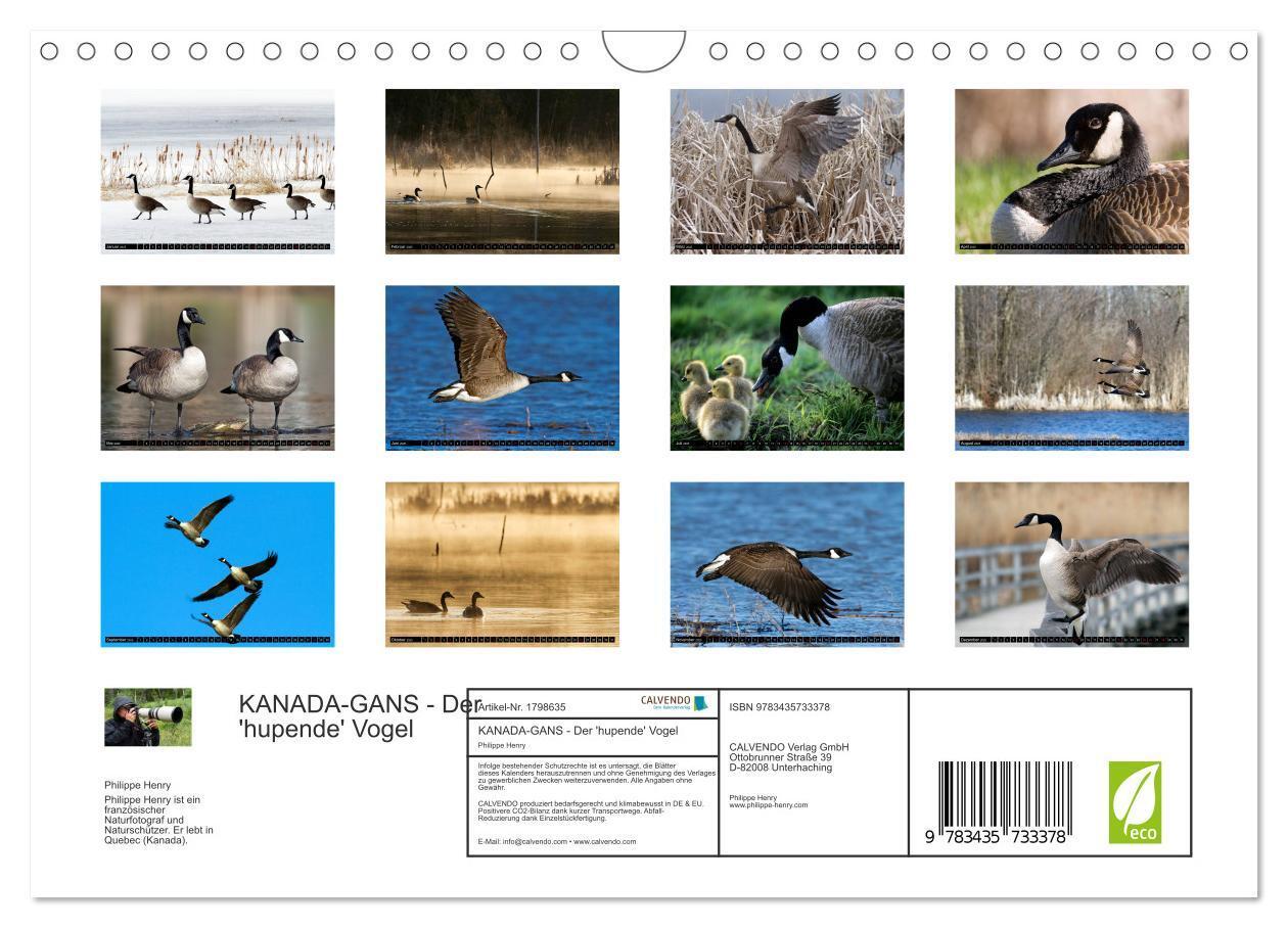 Bild: 9783435733378 | KANADA-GANS - Der 'hupende' Vogel (Wandkalender 2025 DIN A4 quer),...