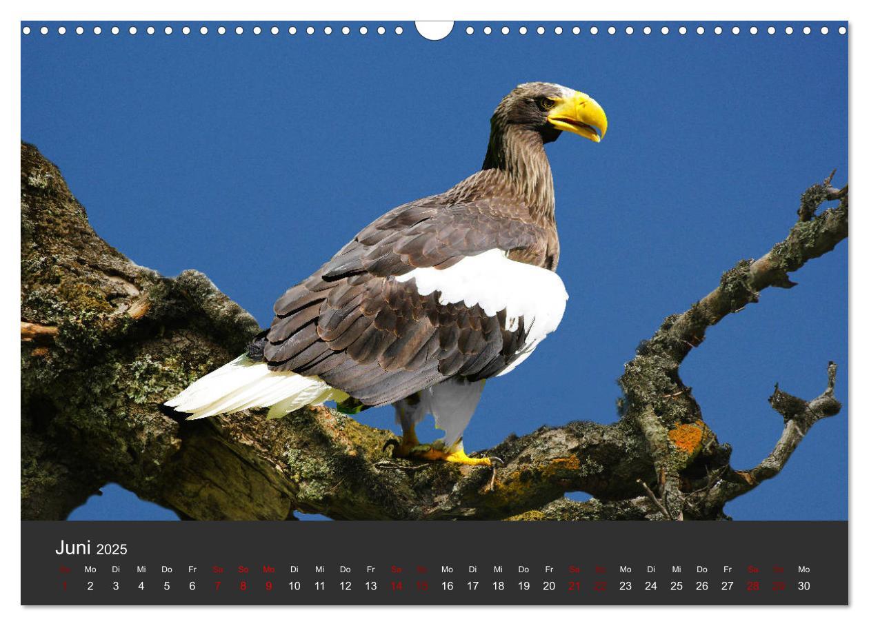 Bild: 9783435402342 | Faszination der Greifvögel und Geier (Wandkalender 2025 DIN A3...