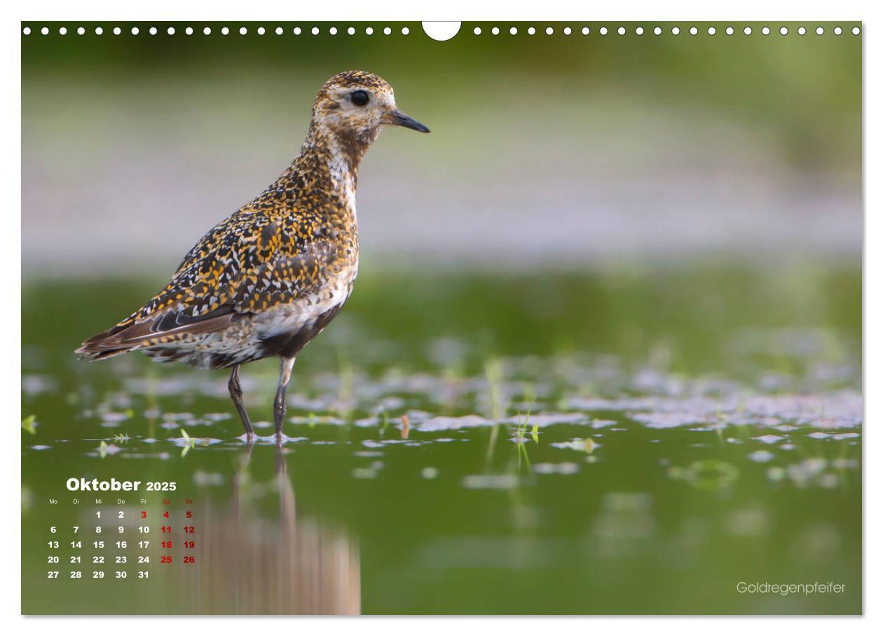 Bild: 9783435379859 | Wattvögel an der Friesischen IJsselmeerküste (Wandkalender 2025 DIN...