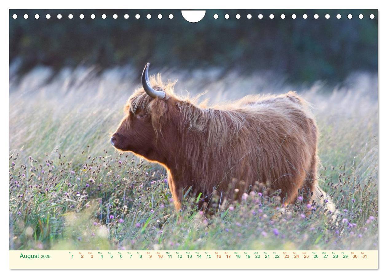 Bild: 9781325956616 | The Hairy Cow Calendar (Wall Calendar 2025 DIN A4 landscape),...