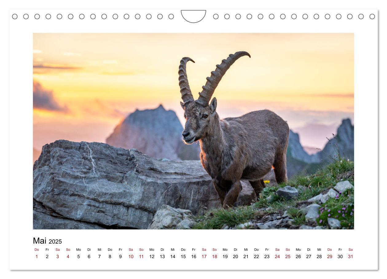 Bild: 9783383868474 | Steinböcke - Die Könige der Alpen (Wandkalender 2025 DIN A4 quer),...