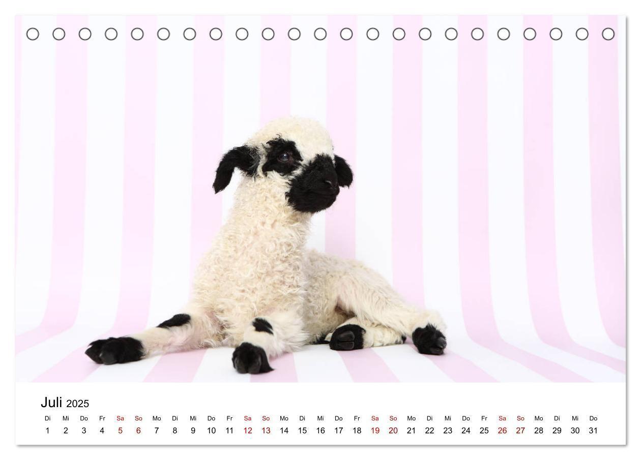 Bild: 9783435326068 | Walliser Schwarznasenschaf Valais Blacknose Sheep (Tischkalender...