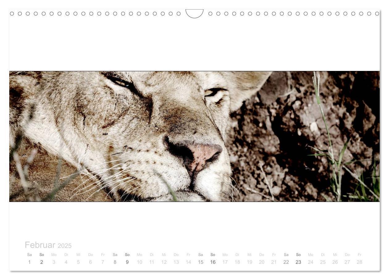 Bild: 9783435687145 | Serengeti Panorama (Wandkalender 2025 DIN A3 quer), CALVENDO...