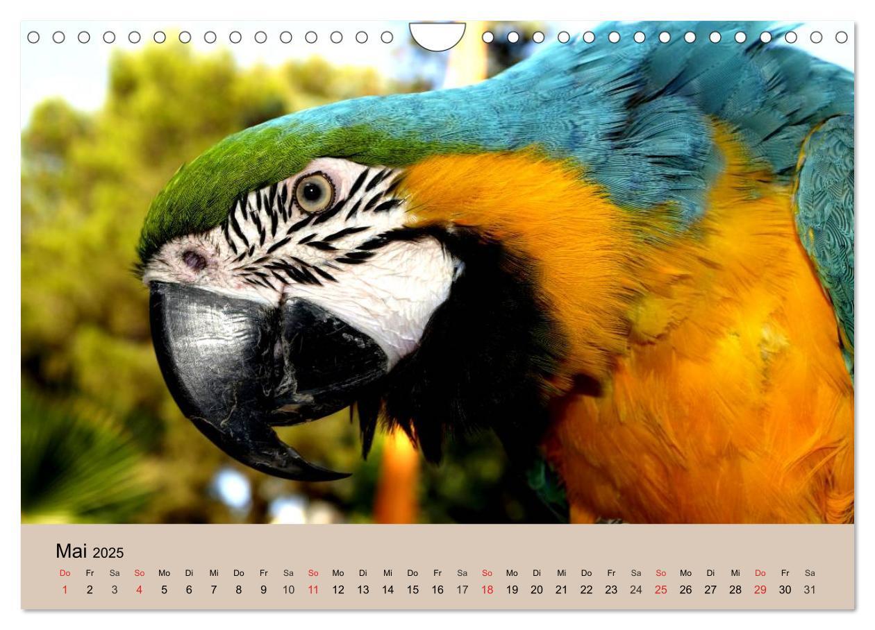 Bild: 9783435720507 | Brasilien. Impressionen (Wandkalender 2025 DIN A4 quer), CALVENDO...