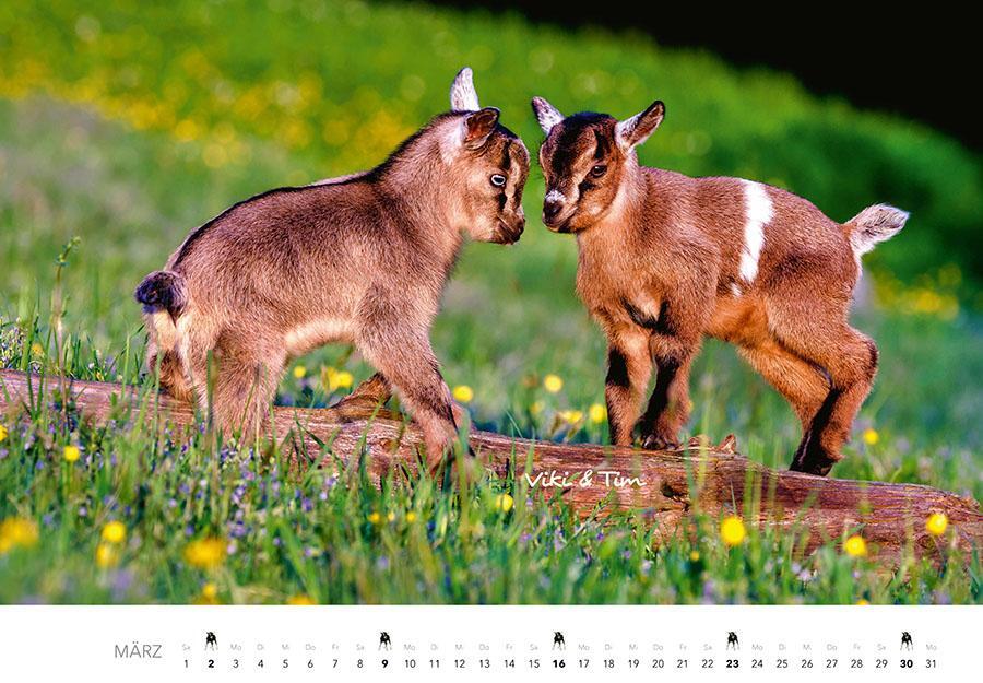 Bild: 9783966648349 | Tierkinder auf dem Bauernhof Kalender 2025 | J. -L. Klein (u. a.)