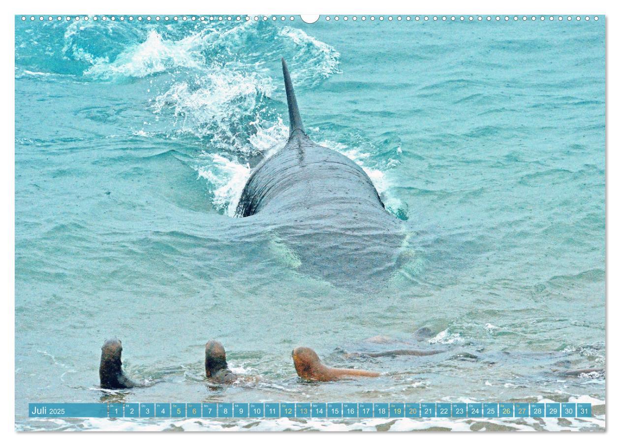 Bild: 9783383865626 | Orcas: Schwarz-weiße Giganten (Wandkalender 2025 DIN A2 quer),...