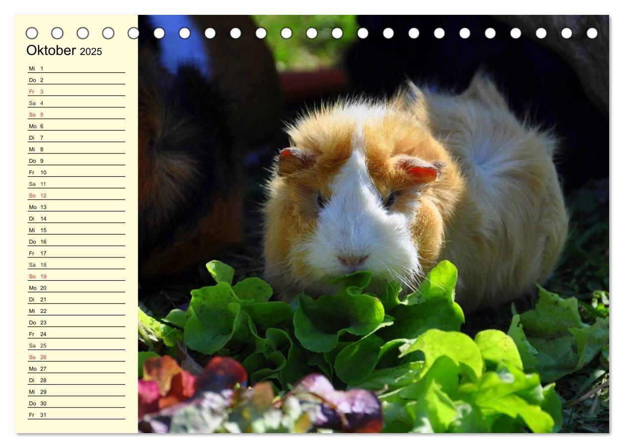 Bild: 9783435508457 | Meerschweinchen. Geliebte Nager (Tischkalender 2025 DIN A5 quer),...