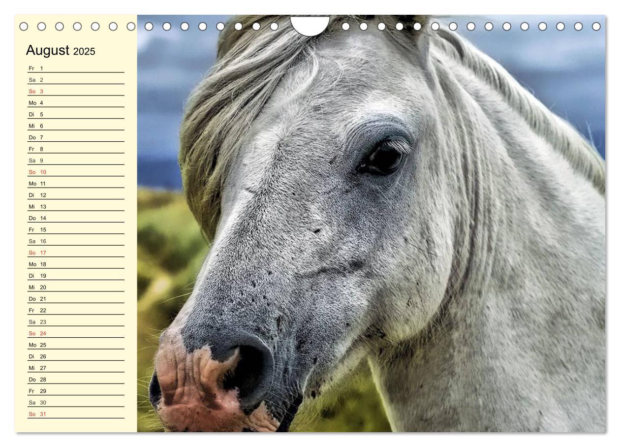 Bild: 9783435529780 | Wilde Pferde. Mustangs in USA (Wandkalender 2025 DIN A4 quer),...