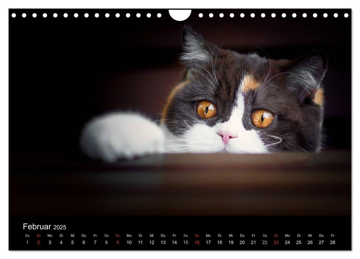 Bild: 9783435488506 | Schokoladige Britisch Kurzhaar Katzen (Wandkalender 2025 DIN A4...