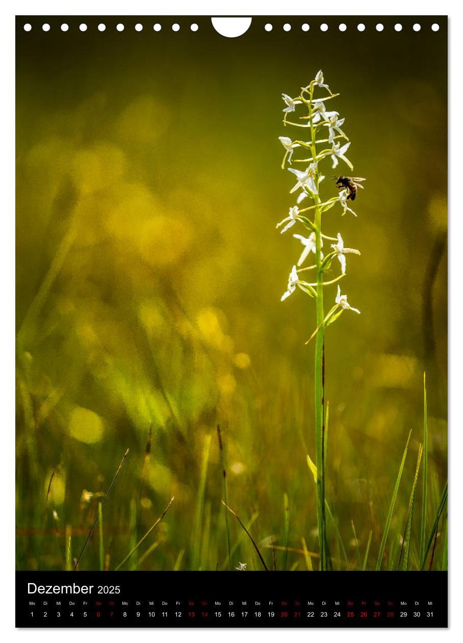 Bild: 9783435988341 | Im richtigen Licht: Wilde Orchideen in Südbayern (Wandkalender 2025...