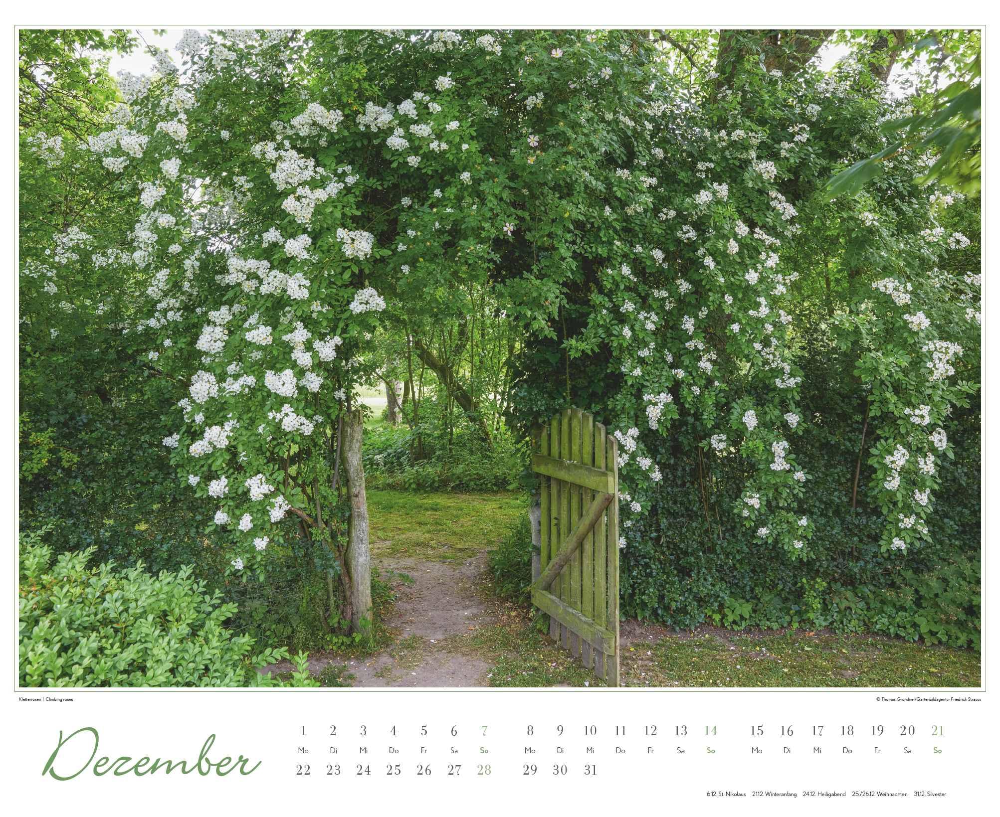 Bild: 4250809653457 | Im Rosengarten 2025 - DUMONT Garten-Kalender - Querformat 52 x 42,5...