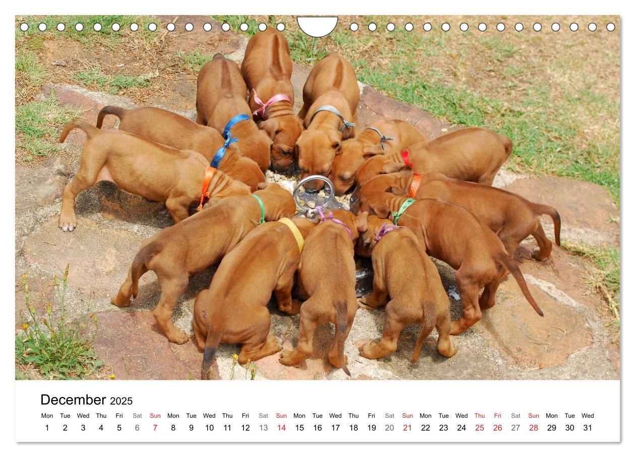 Bild: 9781325960699 | Rhodesian Ridgeback Puppies (Wall Calendar 2025 DIN A4 landscape),...