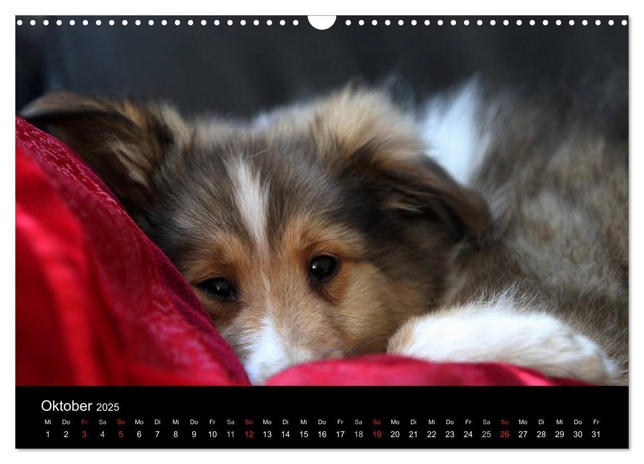 Bild: 9783435752355 | Shelties 2025 (Wandkalender 2025 DIN A3 quer), CALVENDO Monatskalender