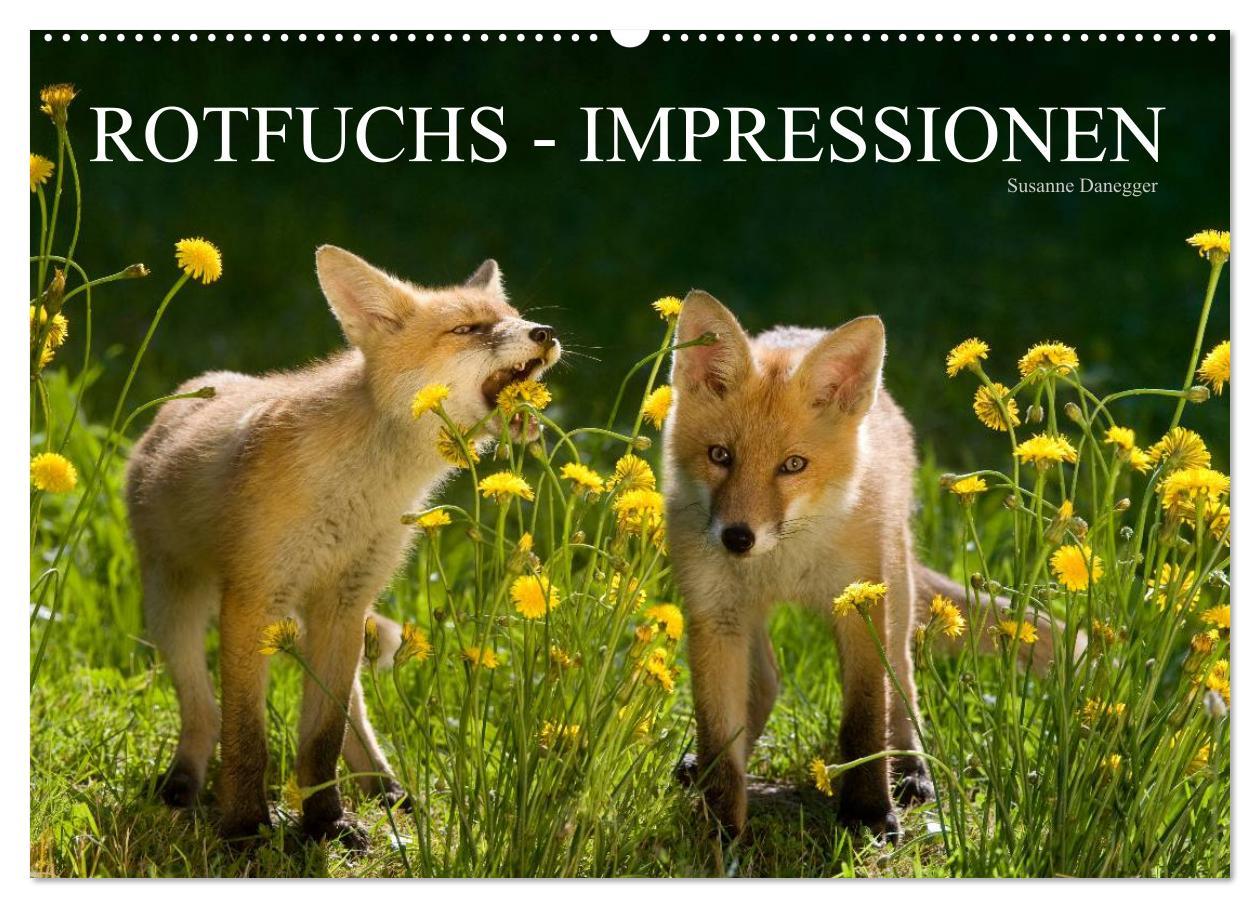 Cover: 9783435823307 | Rotfuchs - Impressionen (Wandkalender 2025 DIN A2 quer), CALVENDO...