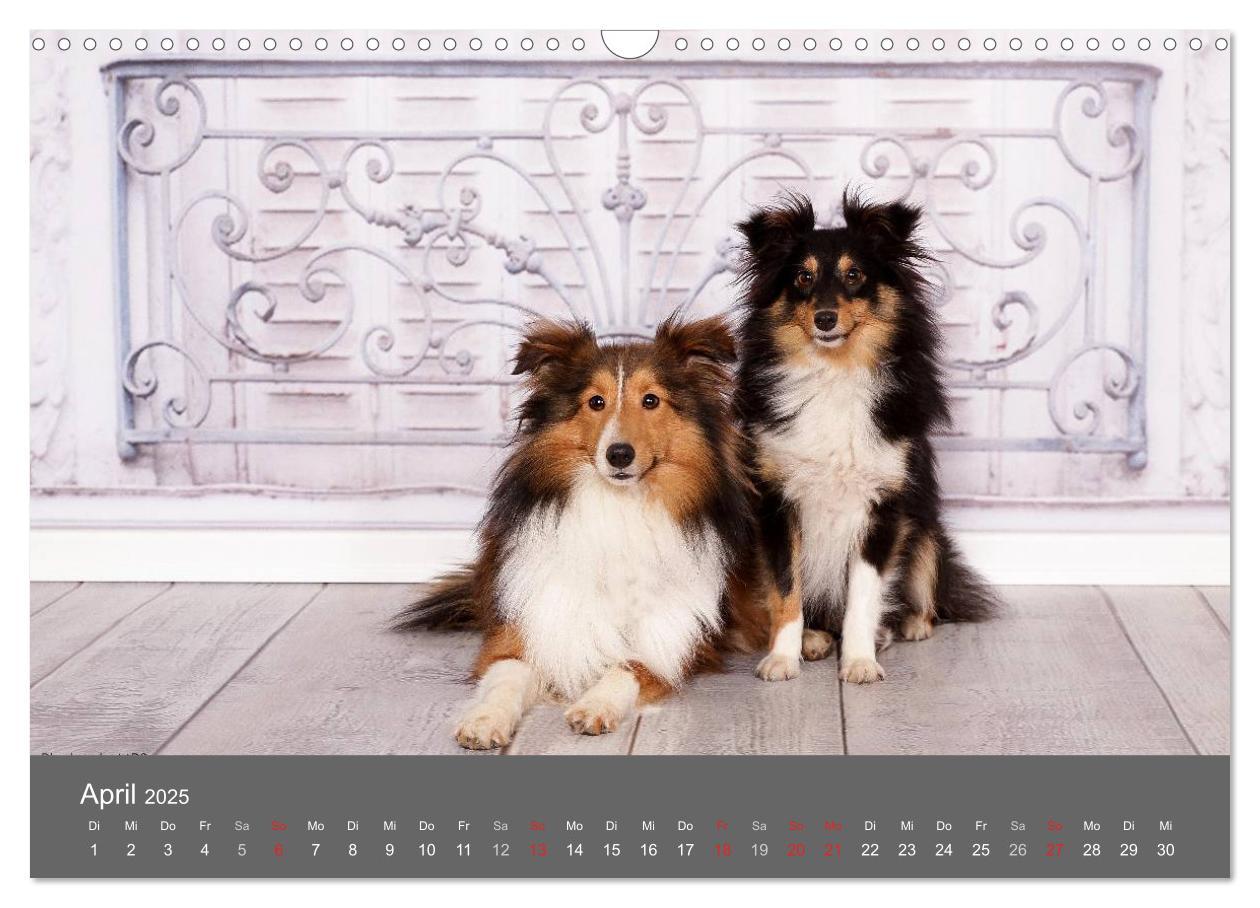 Bild: 9783435731756 | Shelties : Charmeure auf 4 Pfoten (Wandkalender 2025 DIN A3 quer),...