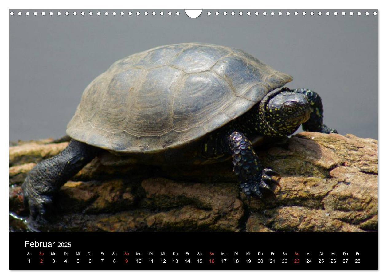 Bild: 9783435763719 | Das Leben der Schildkröten (Wandkalender 2025 DIN A3 quer),...