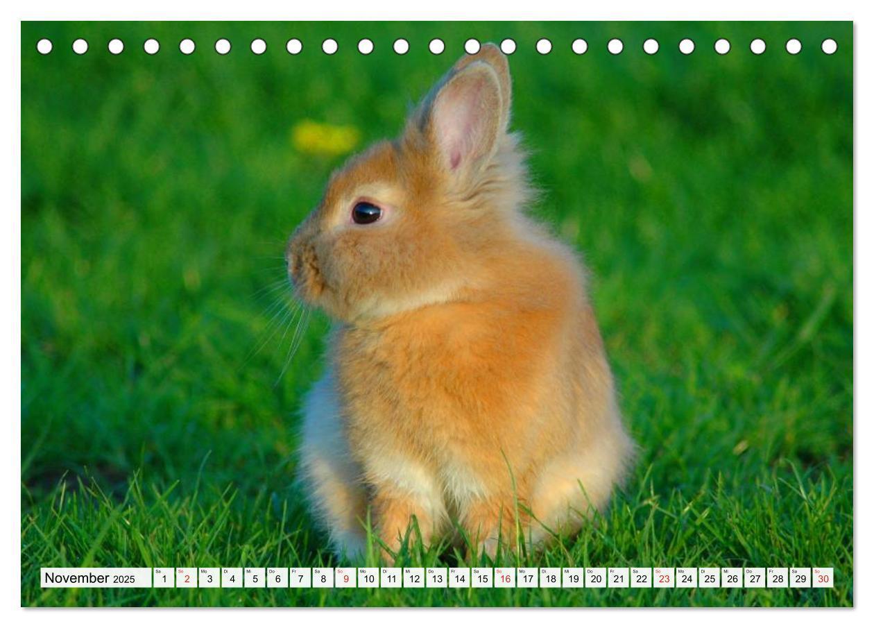 Bild: 9783435736690 | Kaninchen und Hasen (Tischkalender 2025 DIN A5 quer), CALVENDO...