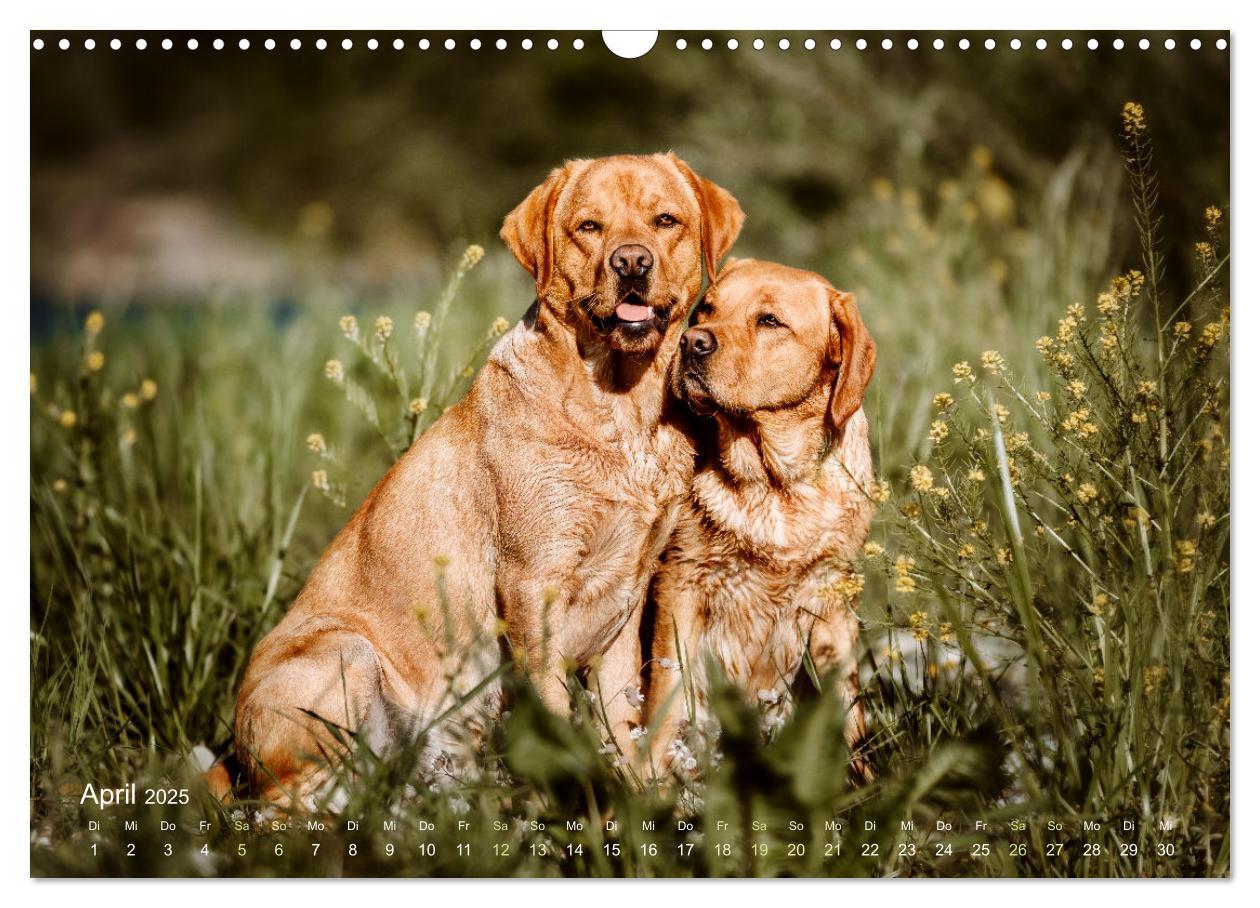 Bild: 9783435018505 | Verzauberung Labrador Retriever 2025 (Wandkalender 2025 DIN A3...