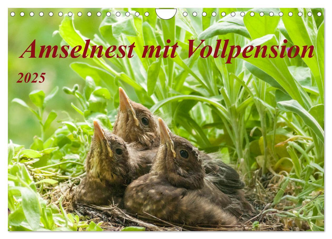 Cover: 9783435140794 | Amselnest mit Vollpension (Wandkalender 2025 DIN A4 quer), CALVENDO...