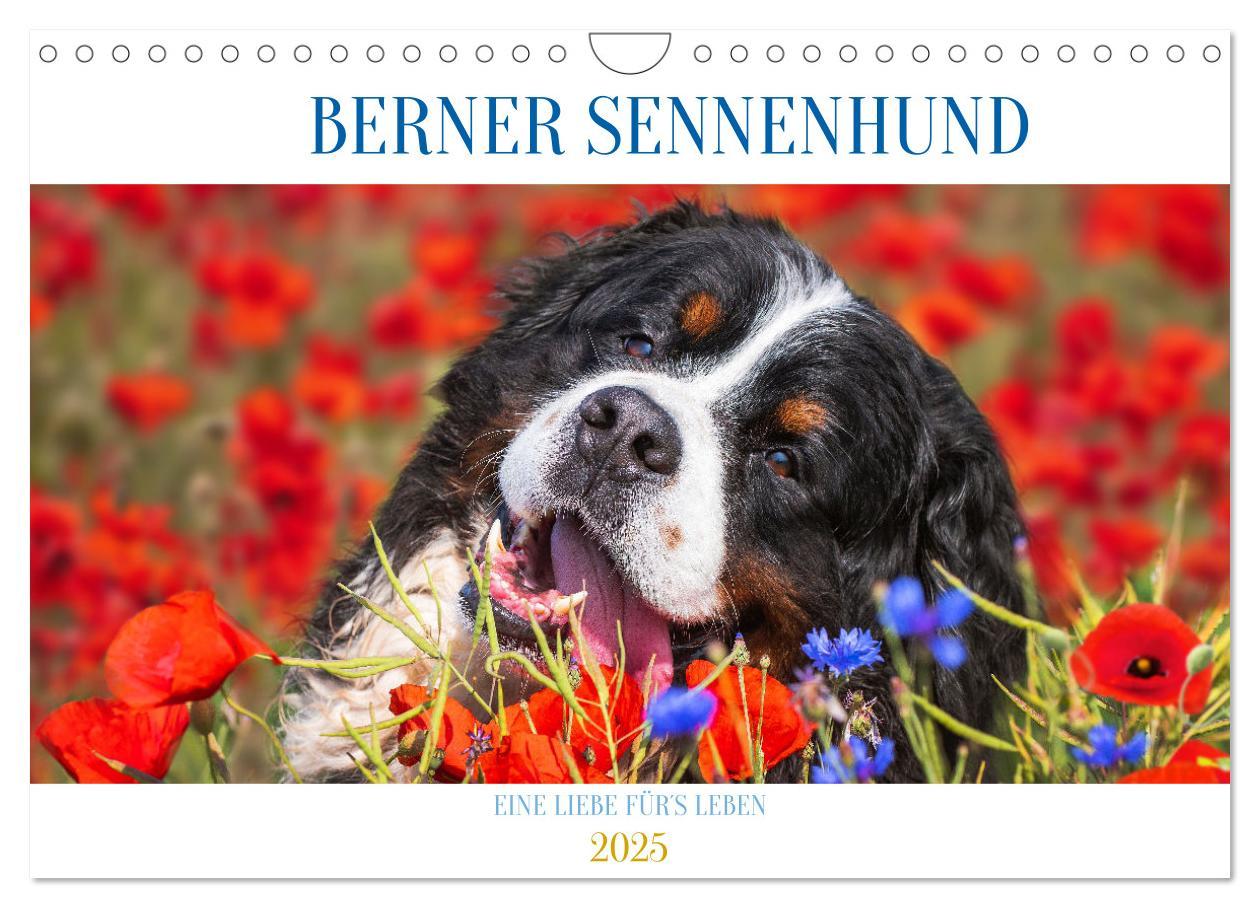 Cover: 9783383925252 | Berner Sennenhund - Eine Liebe für´s Leben (Wandkalender 2025 DIN...