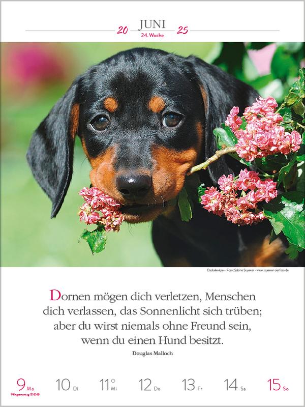 Bild: 9783731877271 | Literaturkalender Hunde 2025 | Verlag Korsch | Kalender | 54 S. | 2025