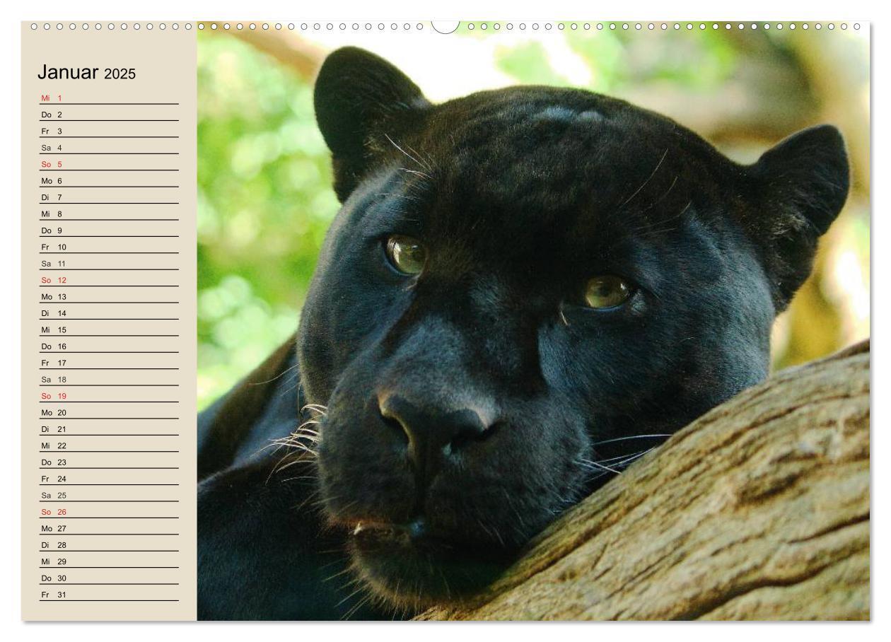 Bild: 9783435525652 | Regenwald. Tiere im Dschungel (Wandkalender 2025 DIN A2 quer),...