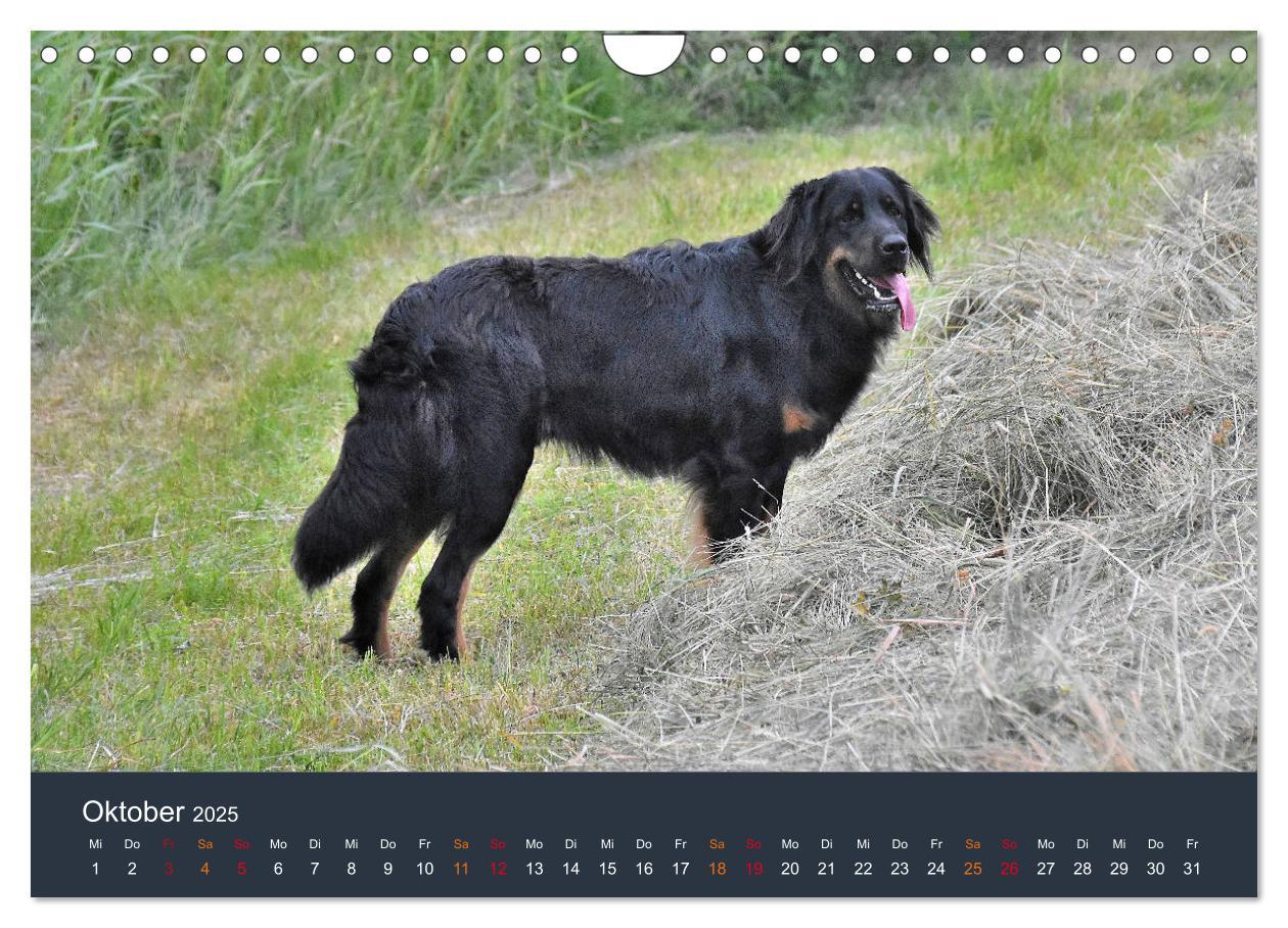 Bild: 9783435150052 | Ein Hovawart, ein Wachhund (Wandkalender 2025 DIN A4 quer),...