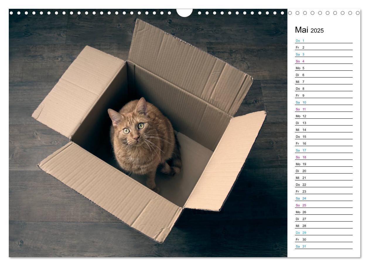 Bild: 9783435205417 | Karton Katzen (Wandkalender 2025 DIN A3 quer), CALVENDO Monatskalender