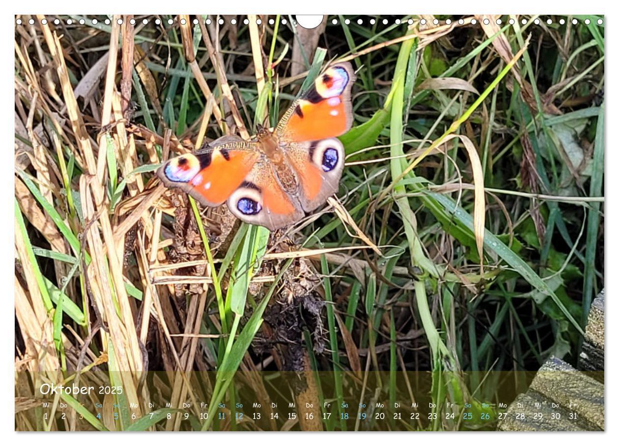 Bild: 9783457199244 | Moorträume - Naturschönheit in Bildern (Wandkalender 2025 DIN A3...