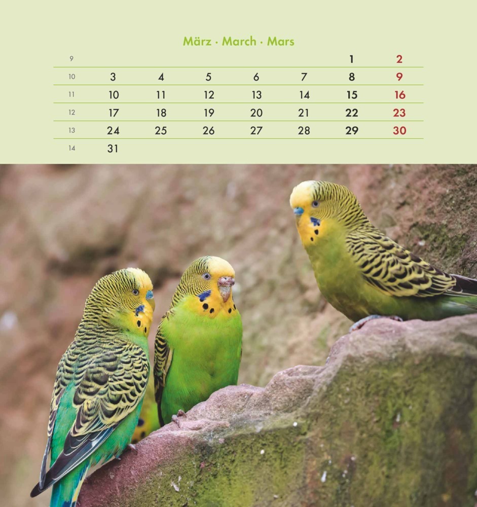 Bild: 4251732342319 | Wellensittiche 2025 - Postkartenkalender 16x17 cm - Budgies - zum...