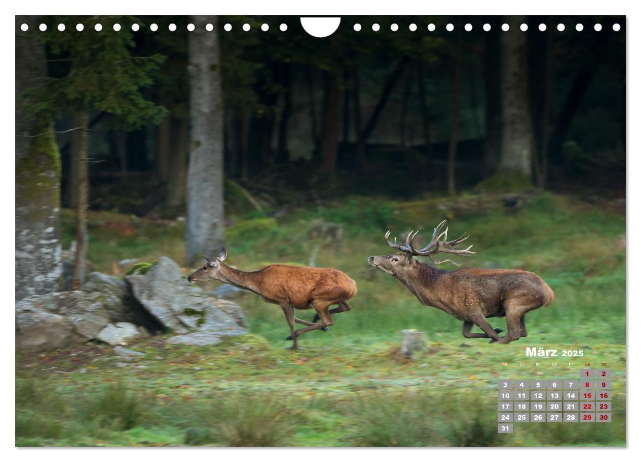 Bild: 9783435004065 | Krafttier Hirsch (Wandkalender 2025 DIN A4 quer), CALVENDO...