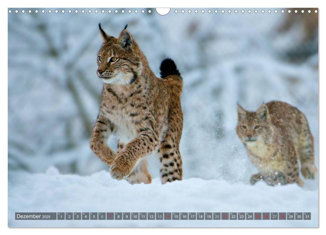 Bild: 9783435689576 | Der Luchs - Dem Pinselohr auf der Spur (Wandkalender 2025 DIN A3...