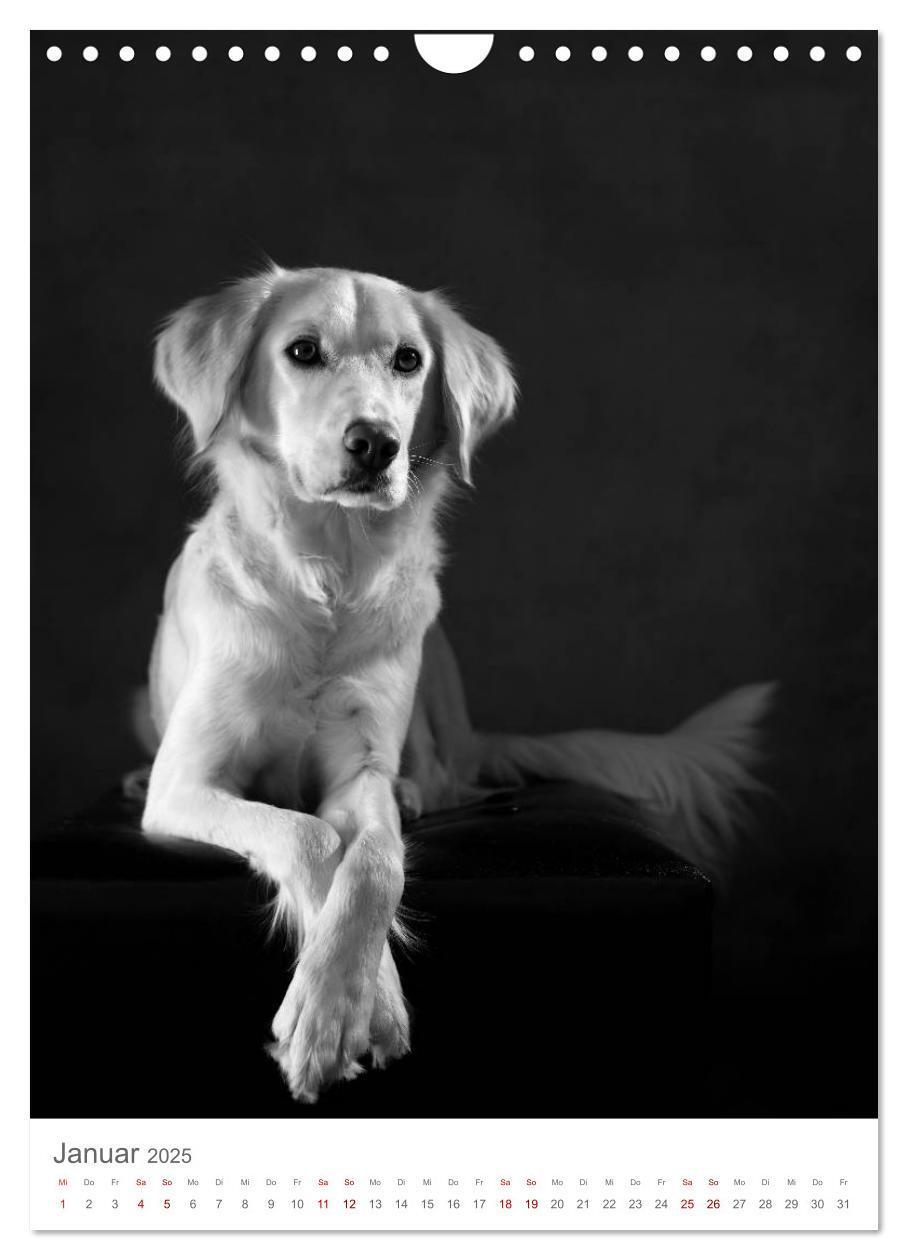 Bild: 9783435999491 | Fine Art Hundeportraits (Wandkalender 2025 DIN A4 hoch), CALVENDO...