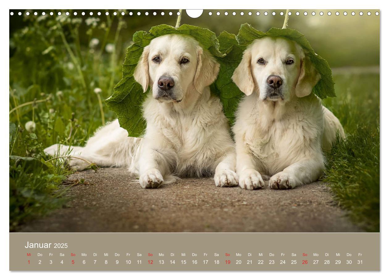 Bild: 9783435153480 | Grace und Cuba - Das verrückte Leben der Golden Girls (Wandkalender...