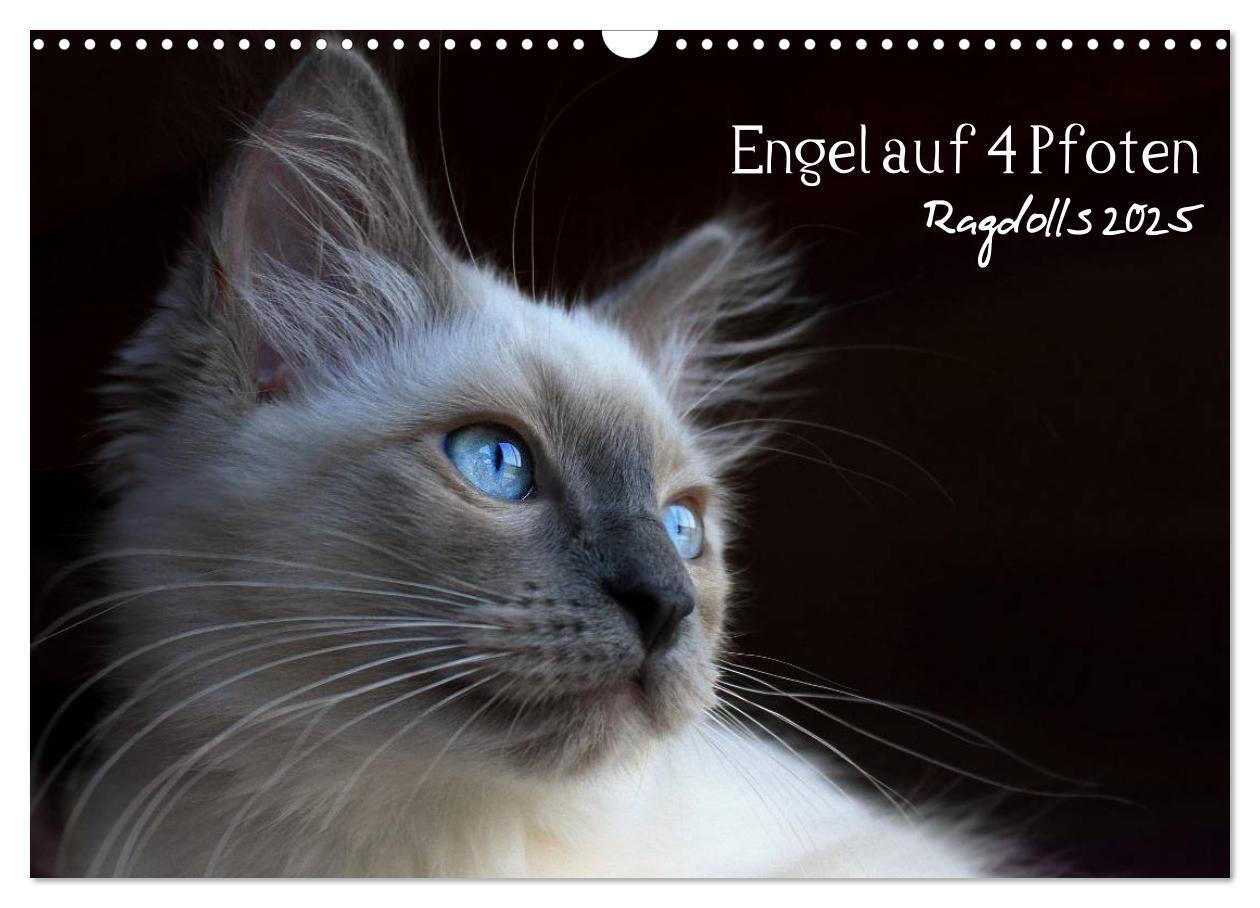 Cover: 9783435745548 | Engel auf 4 Pfoten - Ragdolls 2025 (Wandkalender 2025 DIN A3 quer),...