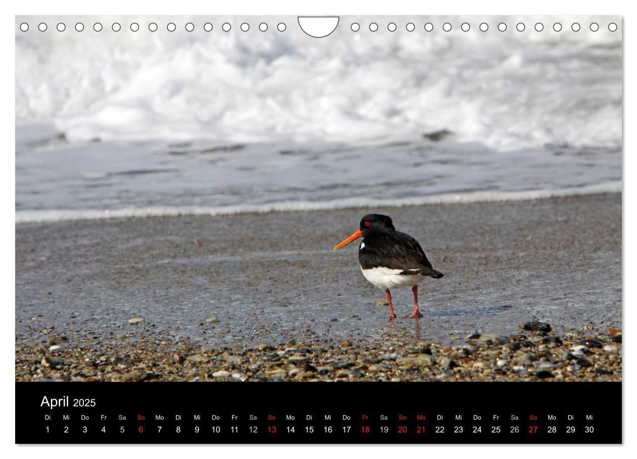 Bild: 9783435769063 | Helgoland (Wandkalender 2025 DIN A4 quer), CALVENDO Monatskalender