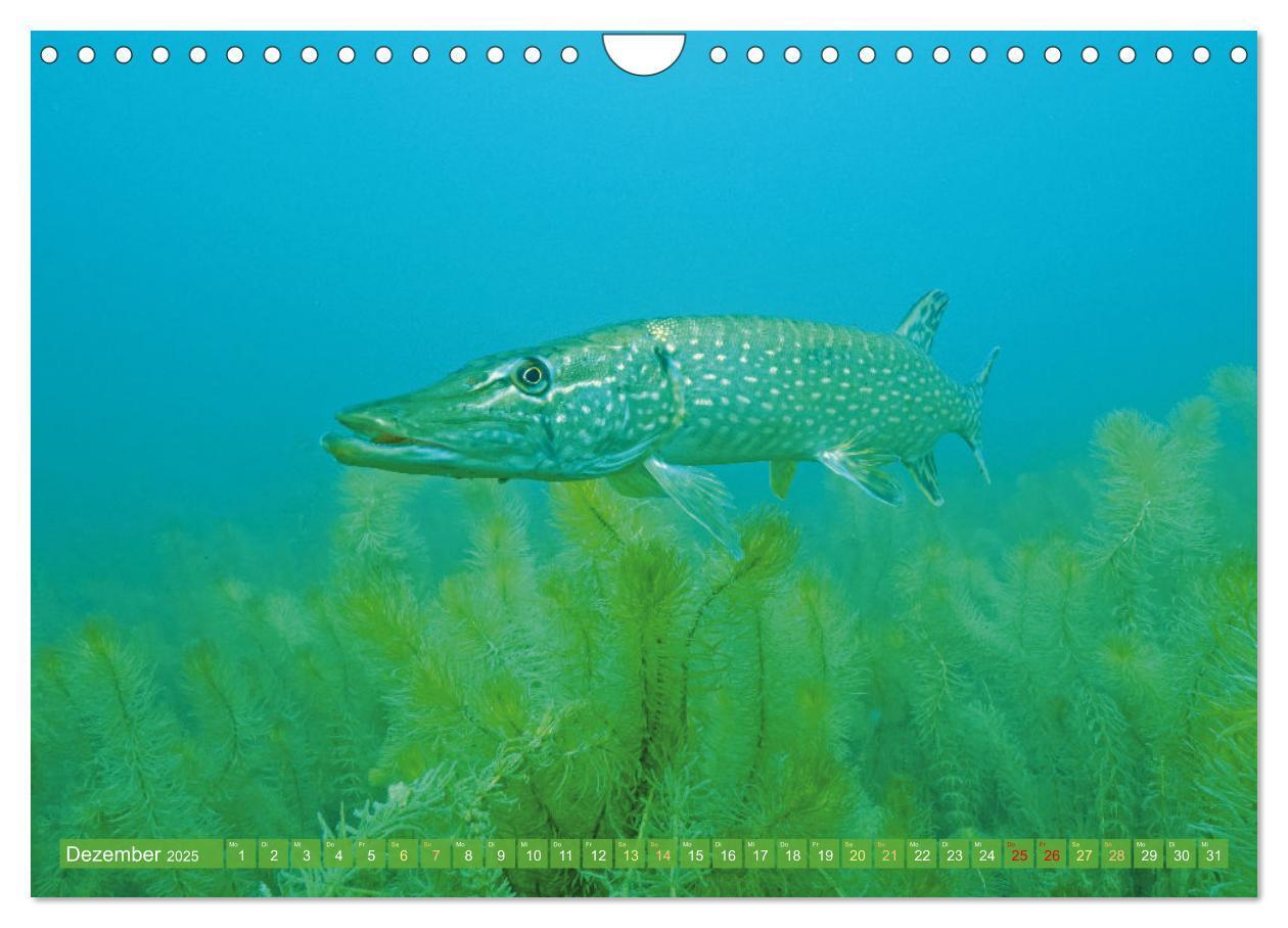 Bild: 9783457180532 | Heimische Fische: Karpfen, Forelle, Hecht (Wandkalender 2025 DIN A4...