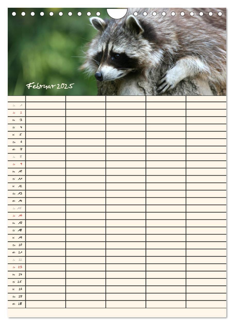 Bild: 9783457077276 | Waschbären Familienplaner (Wandkalender 2025 DIN A4 hoch), CALVENDO...