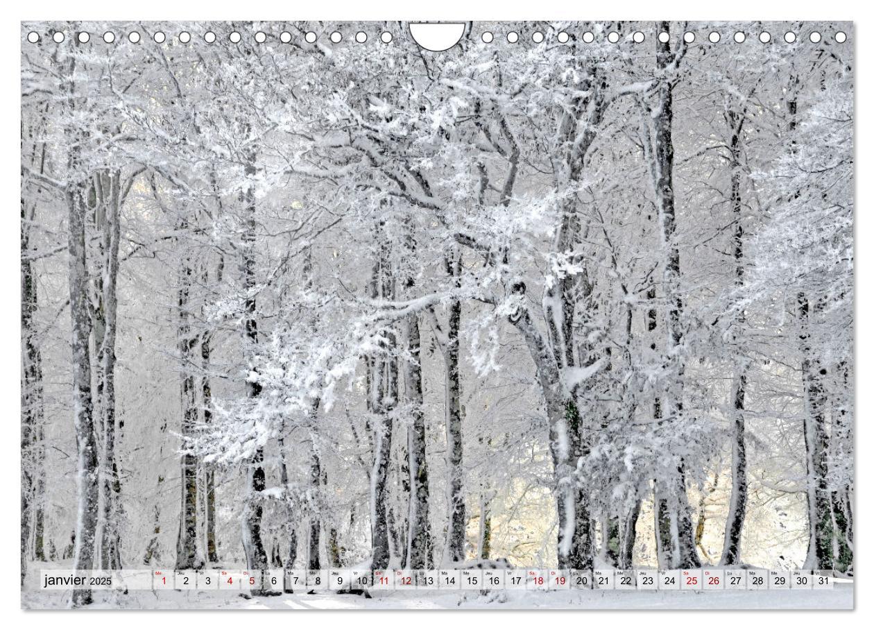 Bild: 9781325938544 | Au c¿ur de la forêt (Calendrier mural 2025 DIN A4 vertical),...