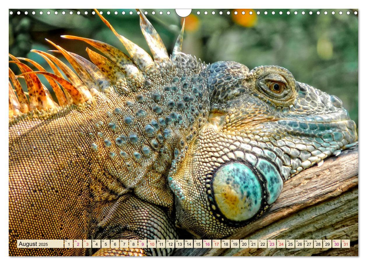 Bild: 9783435335527 | Wunderschöner Leguan (Wandkalender 2025 DIN A3 quer), CALVENDO...