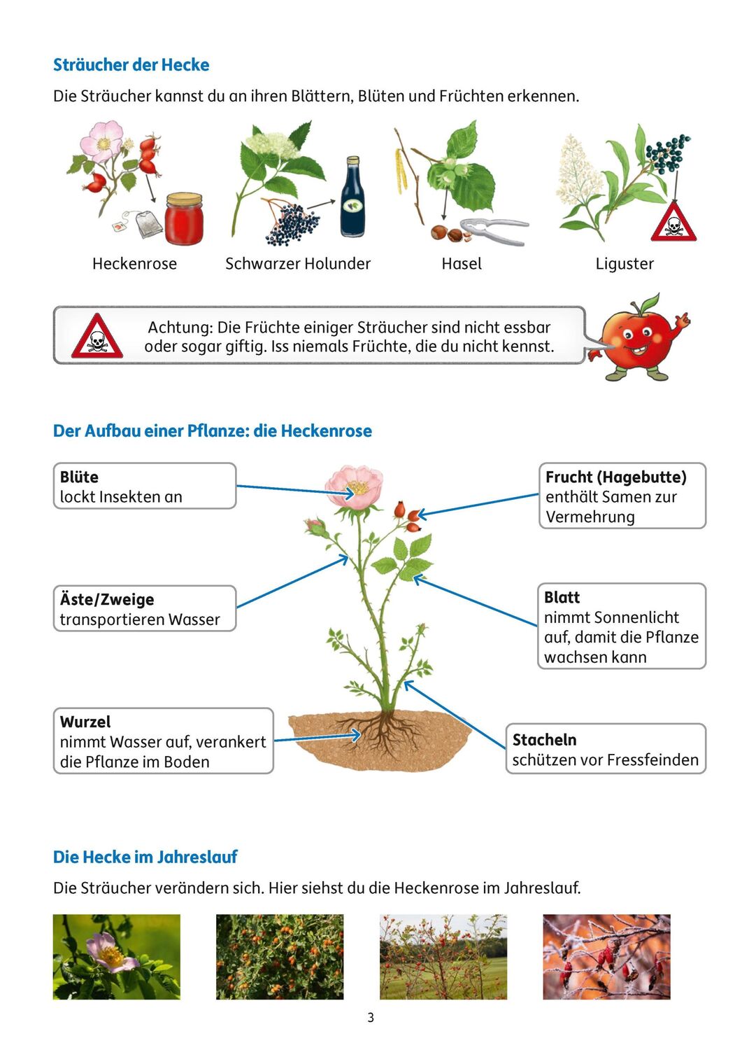 Bild: 9783881004022 | Übungsheft mit Tests im Sachunterricht 2. Klasse | Sibylle Dürr | 2023