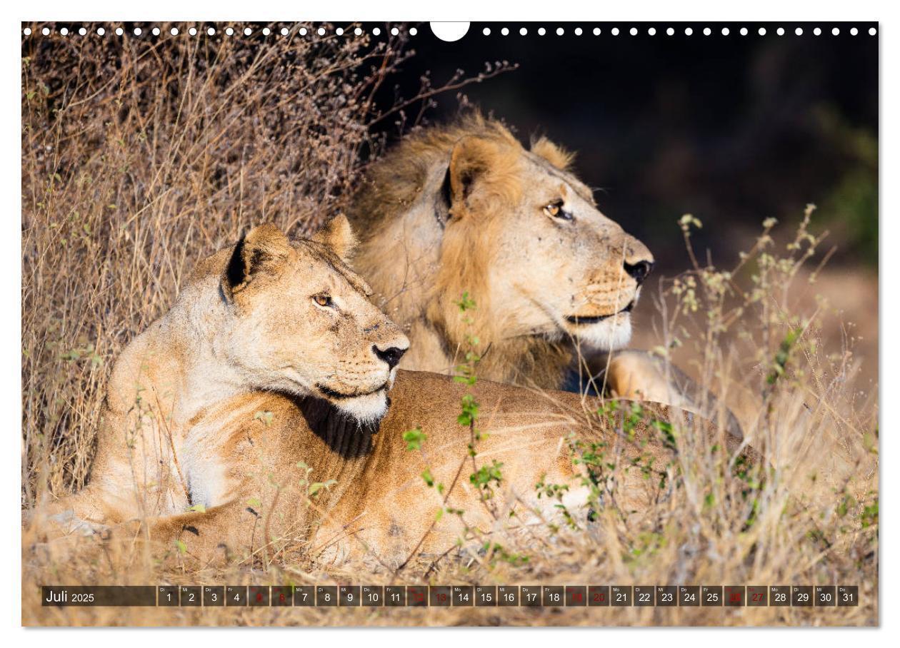 Bild: 9783435424030 | Safari in Tansania (Wandkalender 2025 DIN A3 quer), CALVENDO...