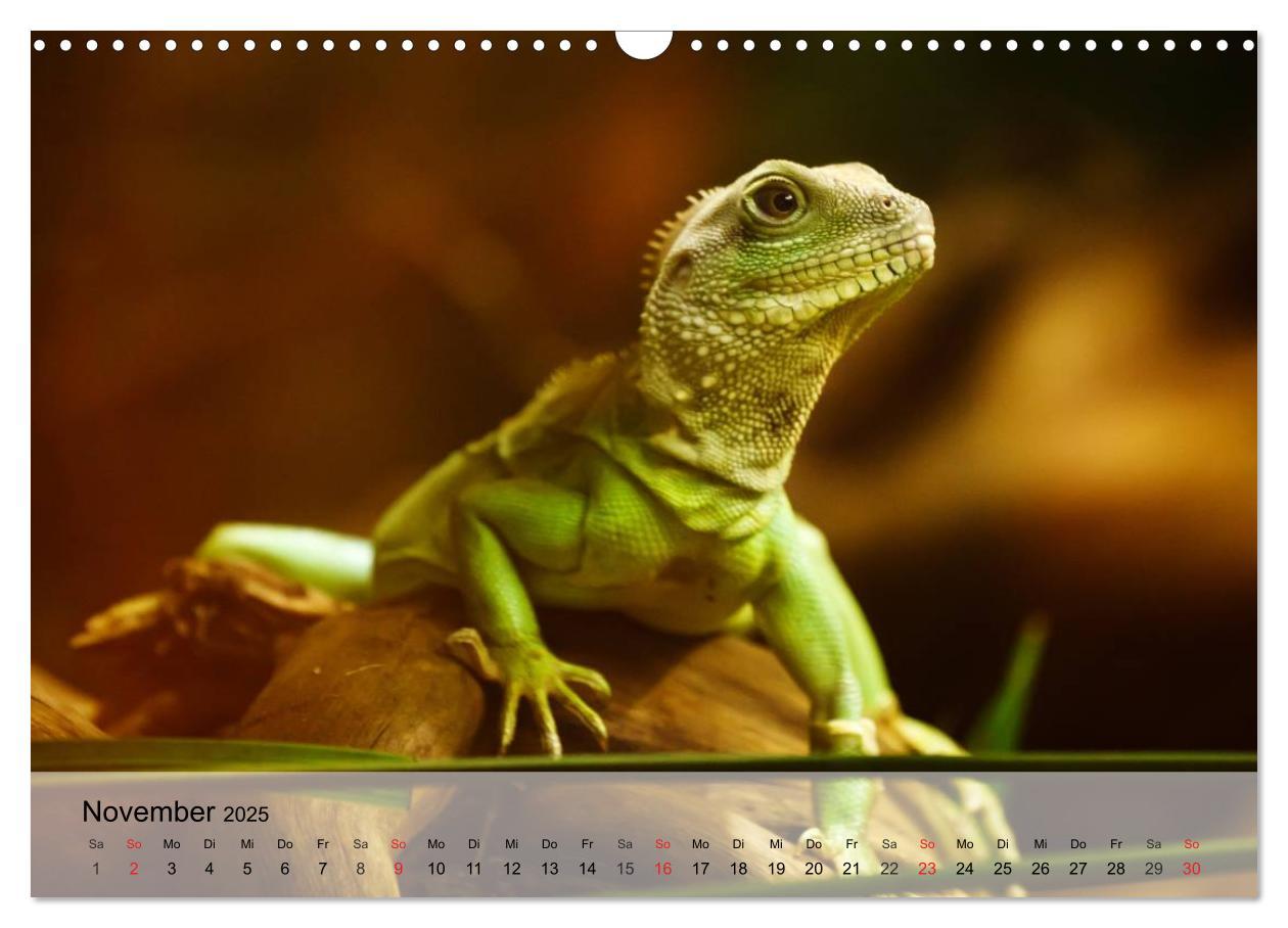 Bild: 9783435589432 | Kleine Reptilien (Wandkalender 2025 DIN A3 quer), CALVENDO...