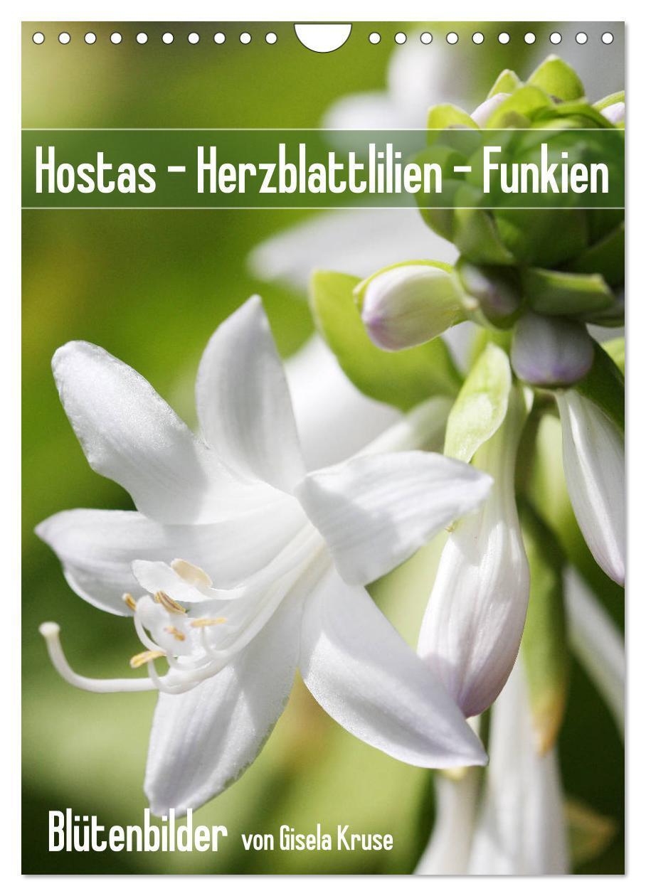 Cover: 9783435974887 | Hostas Herzblattlilien Funkien (Wandkalender 2025 DIN A4 hoch),...