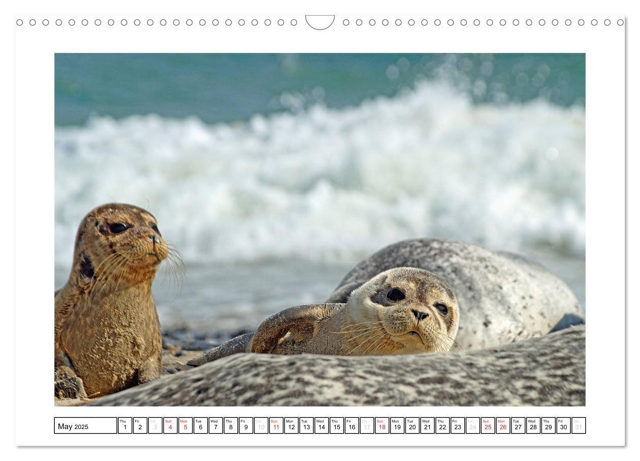 Bild: 9781325938506 | Seals on the Beach (Wall Calendar 2025 DIN A3 landscape), CALVENDO...