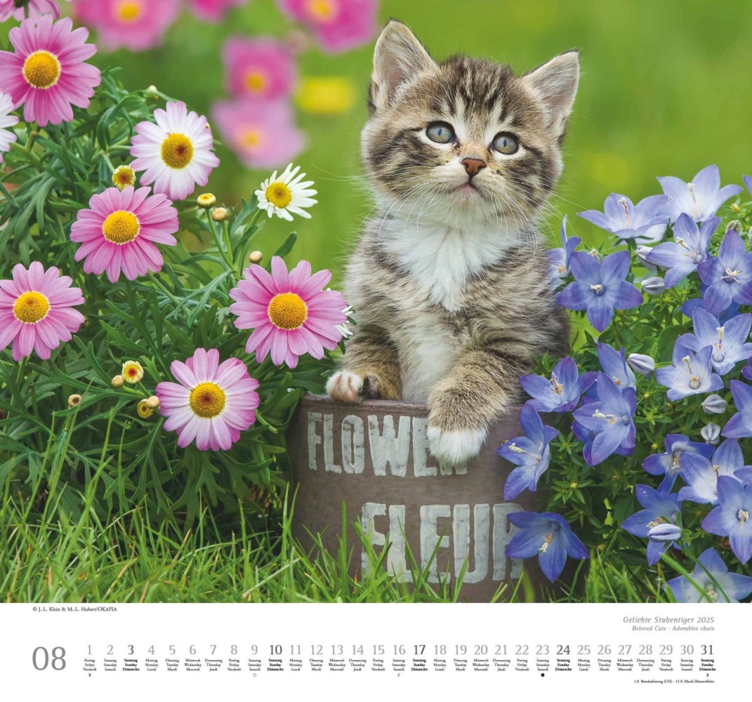 Bild: 4250809652498 | DUMONT - Geliebte Stubentiger 2025 Wandkalender, 38x35,5cm,...